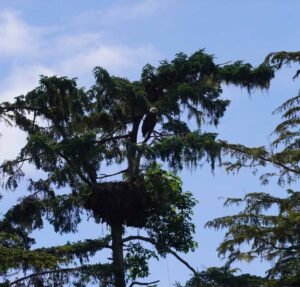 Bald-Eagle-Nest-Alaska-Barbara-Rozgonyi