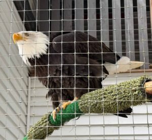 Bald-Eagles-Alaska-Raptor-Barbara-Rozgonyi