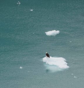 Bald-eagle-floating-ice-alaska-barbara-rozgonyi