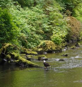 Bald-Eagle-Alaska-River-Barbara-Rozgonyi
