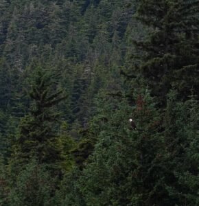 Bald-Eagle-Forest-Alaska-Barbara-Rozgonyi
