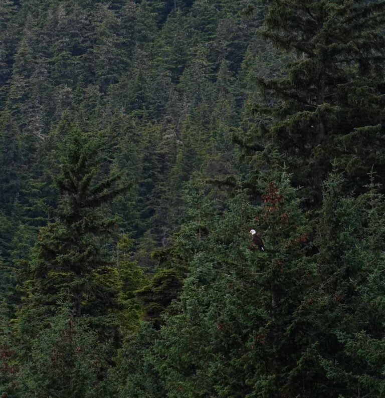 Bald-Eagle-Forest-Alaska-Barbara-Rozgonyi