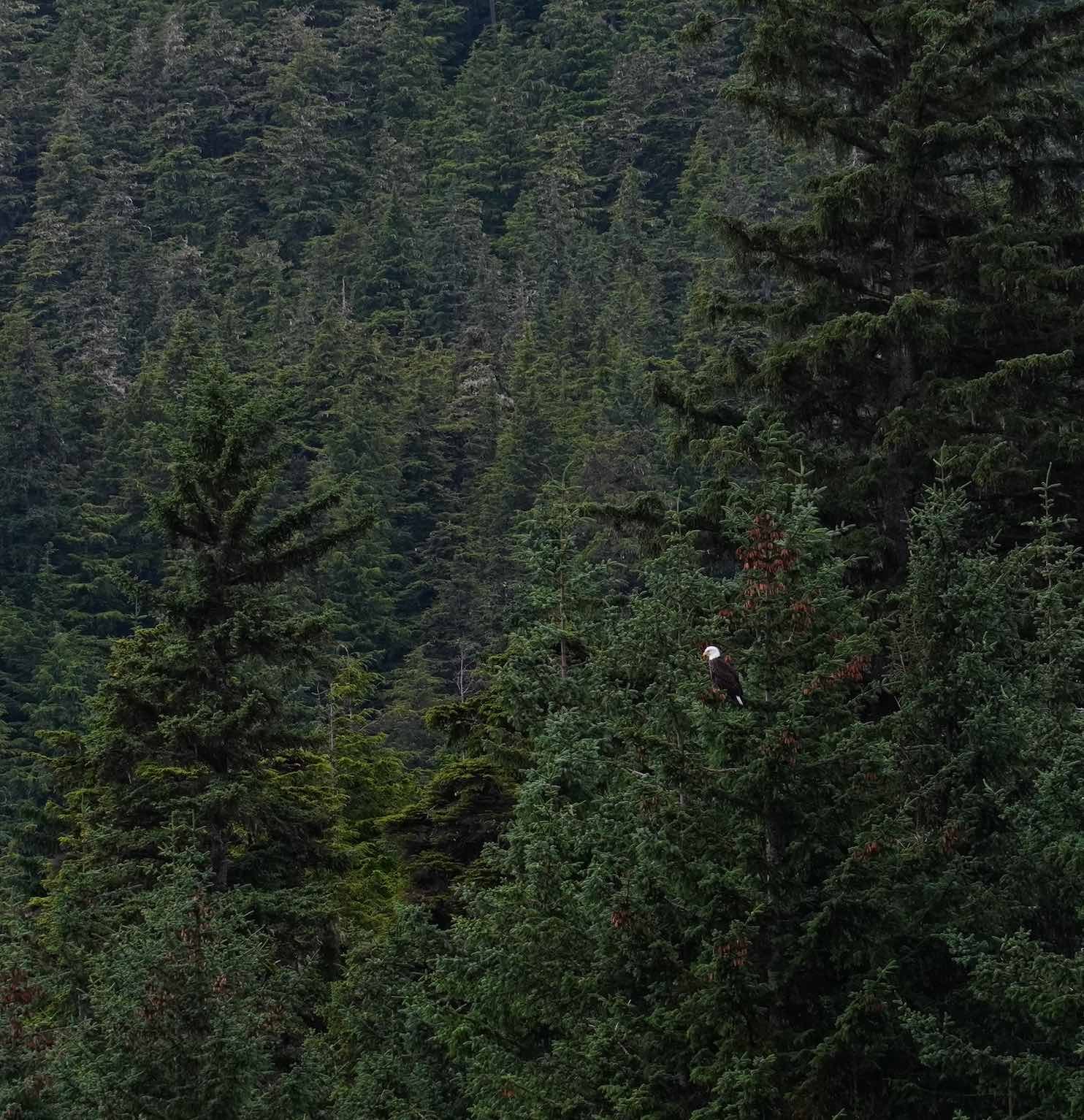 Bald-Eagle-Forest-Alaska-Barbara-Rozgonyi