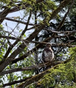 Young-Bald-Eagle-Creek-Street-Ketchikan-Barbara-Rozgonyi