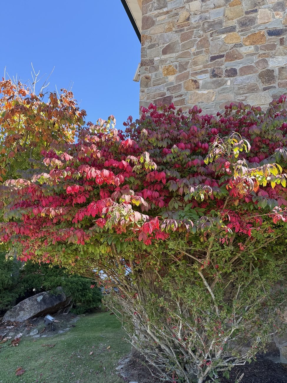 Bright red shrub beside a stone wall in early October