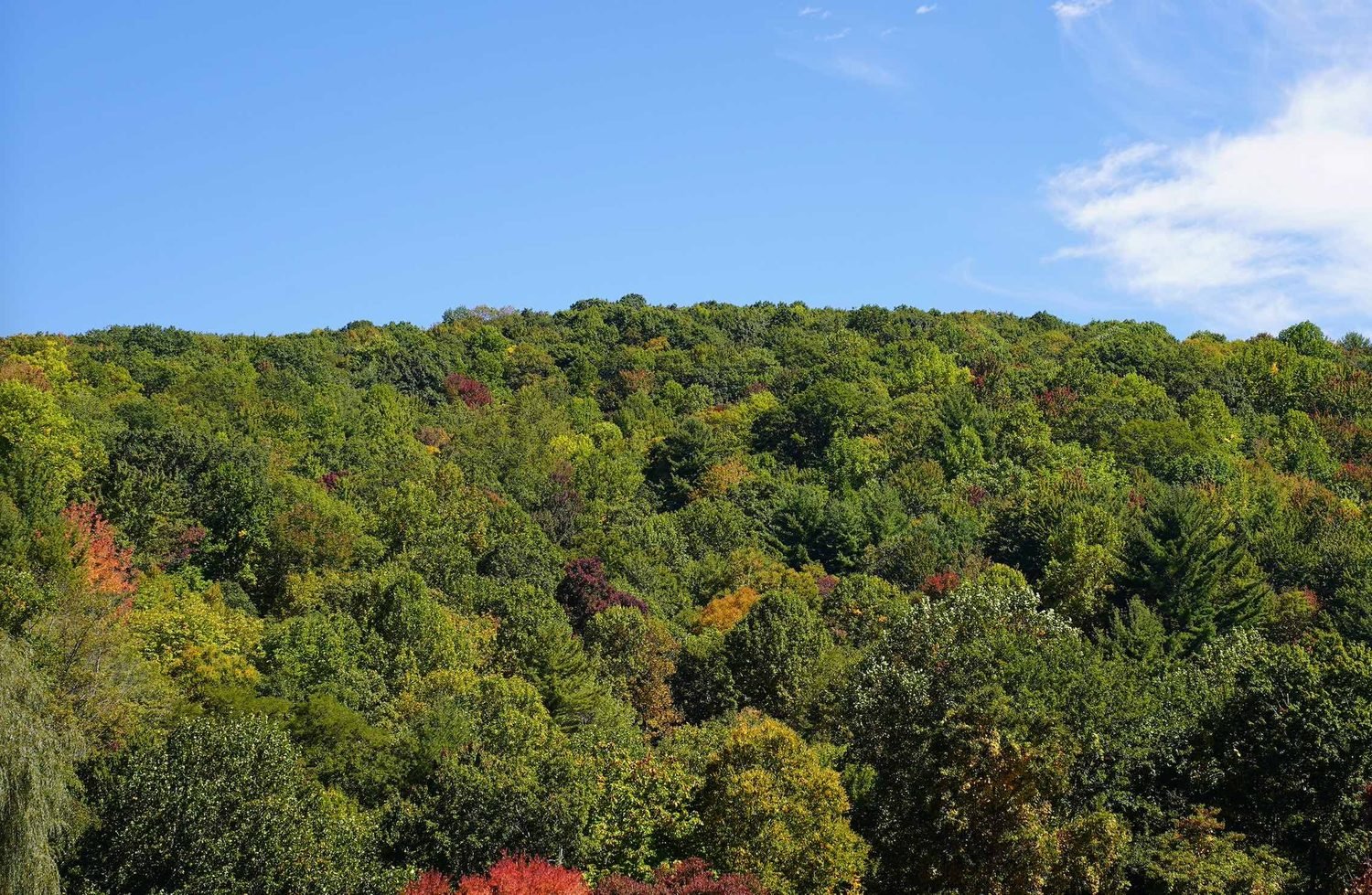 Green forested hillside with scattered red and orange trees under blue sky, western North Carolina