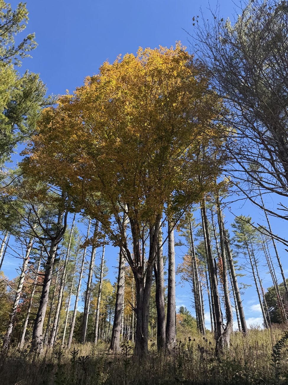 Tall trees with yellow and gold fall leaves seen from below against a blue sky