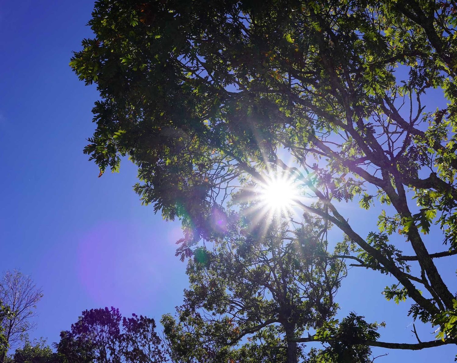 Sun starburst through an oak canopy against a blue sky