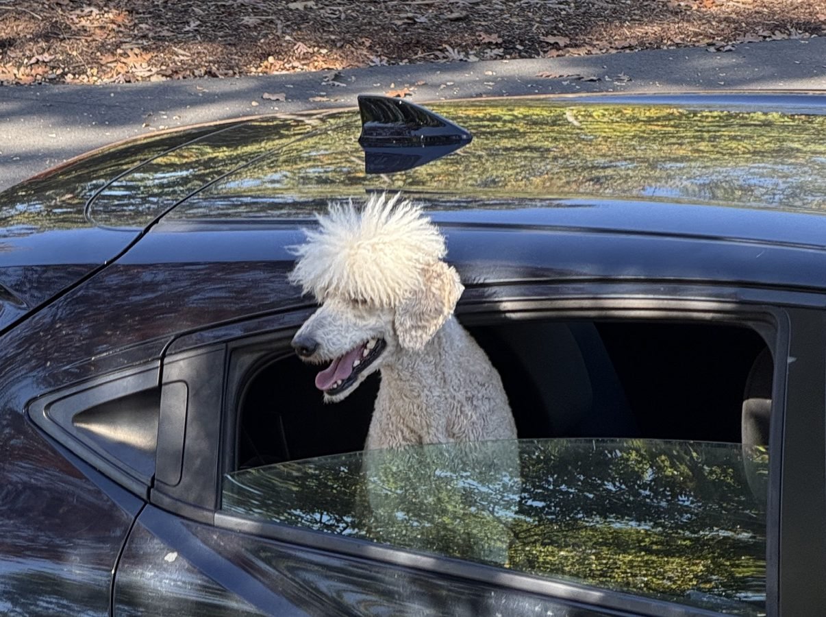 White poodle with a mohawk hairstyle looking out a car window