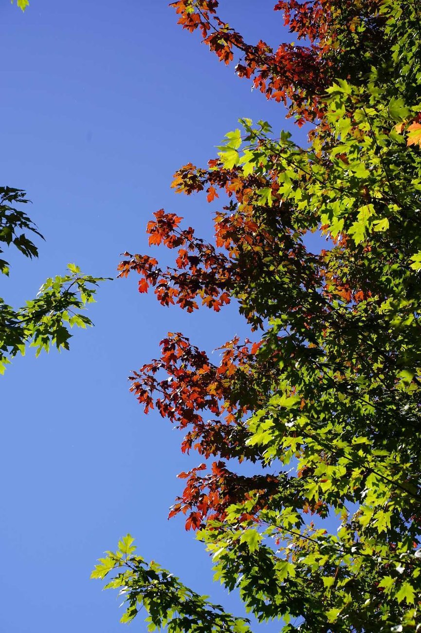 Red and green maple branches against blue sky