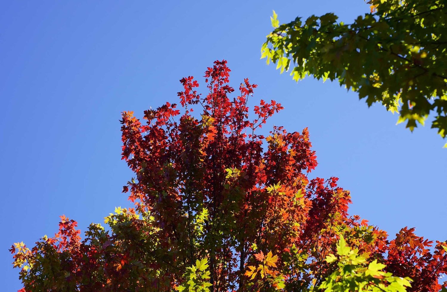 Red maple treetop against deep blue sky