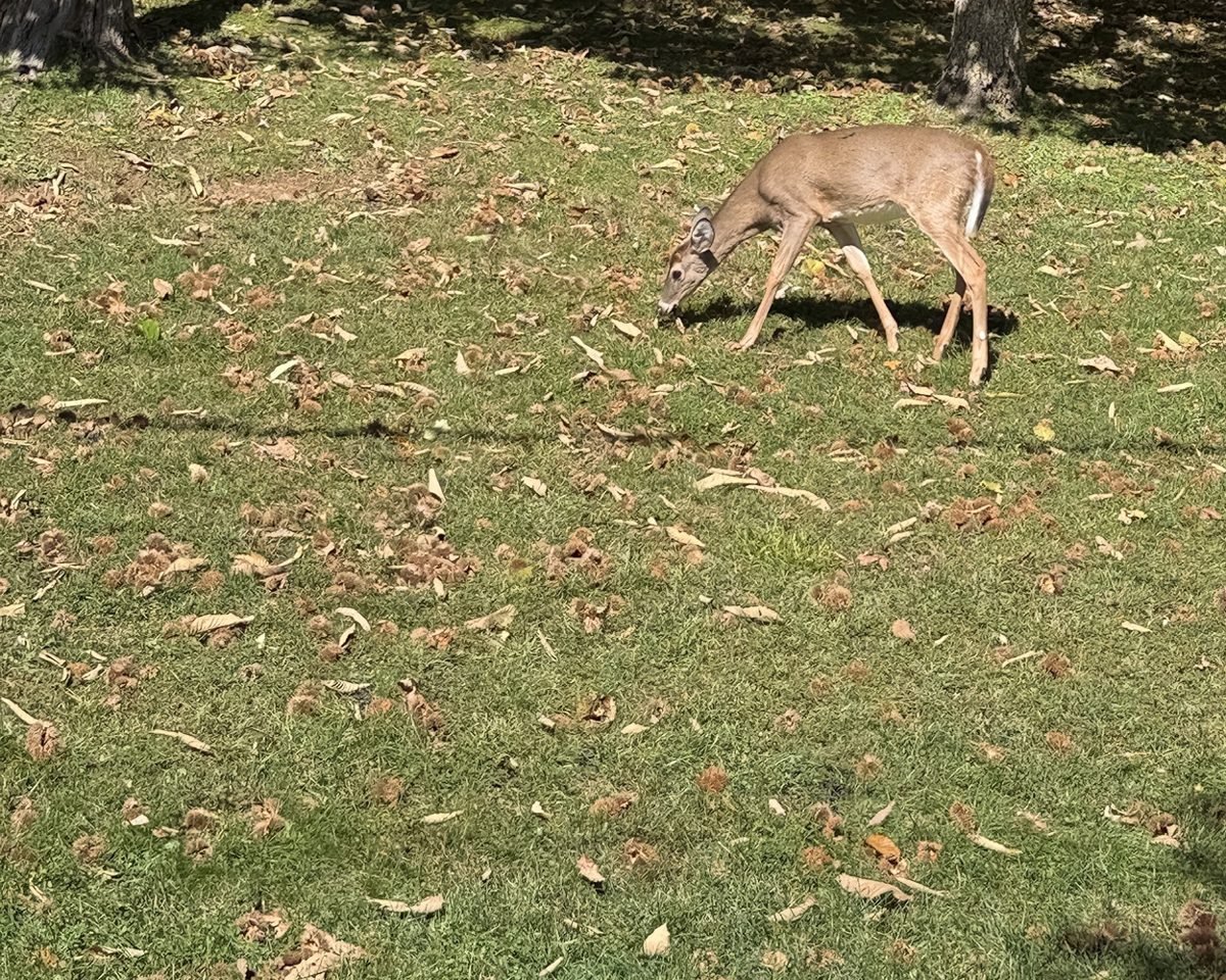 White-tailed deer grazing on a leaf-covered lawn in Boone, North Carolina